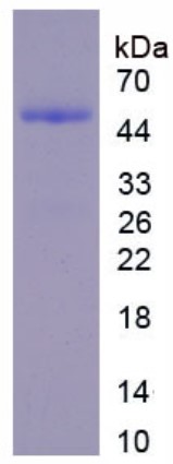 SDS PAGE (DMBT1-1351H).jpg